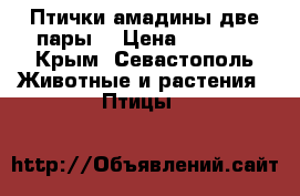 Птички амадины две пары. › Цена ­ 2 500 - Крым, Севастополь Животные и растения » Птицы   